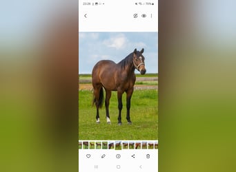 American Quarter Horse, Ruin, 3 Jaar, 148 cm, Bruin