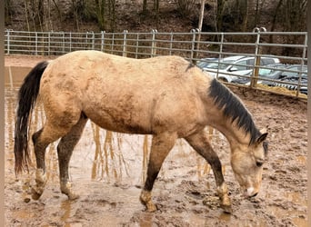 American Quarter Horse, Ruin, 3 Jaar, 148 cm, Buckskin