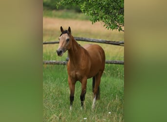 American Quarter Horse, Ruin, 3 Jaar, 148 cm, Buckskin