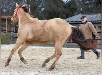 American Quarter Horse, Ruin, 3 Jaar, 148 cm, Champagne