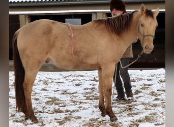 American Quarter Horse, Ruin, 3 Jaar, 148 cm, Champagne