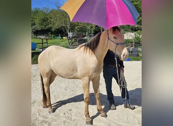 American Quarter Horse, Ruin, 3 Jaar, 148 cm, Champagne