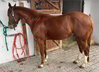 American Quarter Horse, Ruin, 3 Jaar, 148 cm, Donkere-vos