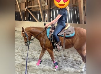 American Quarter Horse, Ruin, 3 Jaar, 148 cm, Donkere-vos