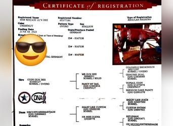 American Quarter Horse, Ruin, 3 Jaar, 148 cm, Donkere-vos