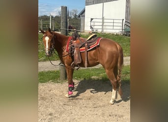 American Quarter Horse, Ruin, 3 Jaar, 148 cm, Donkere-vos