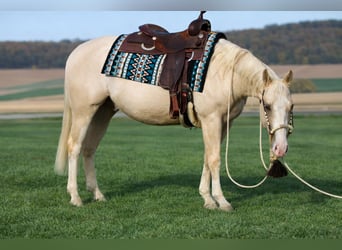 American Quarter Horse, Ruin, 3 Jaar, 148 cm, Falbe
