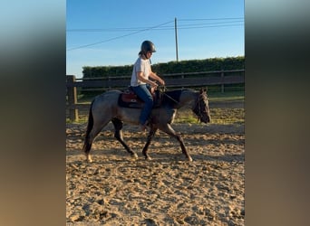 American Quarter Horse, Ruin, 3 Jaar, 149 cm, Roan-Blue