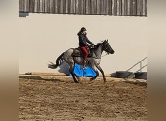American Quarter Horse, Ruin, 3 Jaar, 149 cm, Roan-Blue