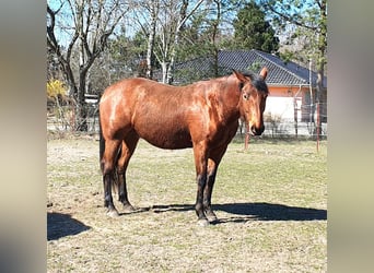 American Quarter Horse, Ruin, 3 Jaar, 150 cm, Bruin