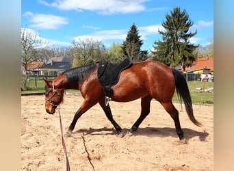 American Quarter Horse, Ruin, 3 Jaar, 150 cm, Bruin