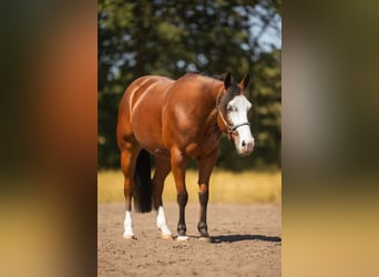 American Quarter Horse, Ruin, 3 Jaar, 150 cm, Bruin