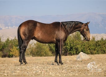 American Quarter Horse, Ruin, 3 Jaar, 150 cm, Buckskin