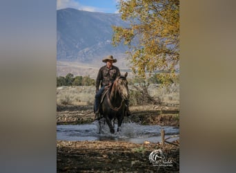 American Quarter Horse, Ruin, 3 Jaar, 150 cm, Buckskin