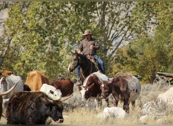 American Quarter Horse, Ruin, 3 Jaar, 150 cm, Buckskin