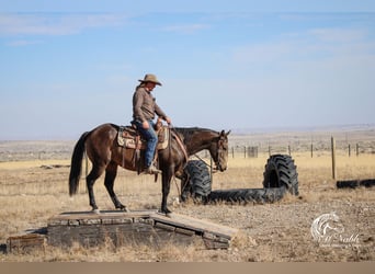 American Quarter Horse, Ruin, 3 Jaar, 150 cm, Buckskin