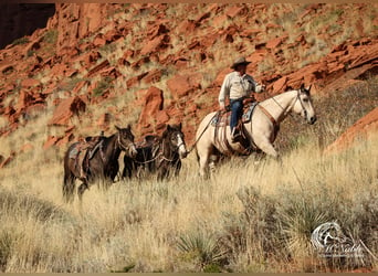 American Quarter Horse, Ruin, 3 Jaar, 150 cm, Buckskin