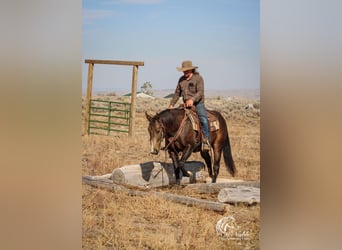 American Quarter Horse, Ruin, 3 Jaar, 150 cm, Buckskin