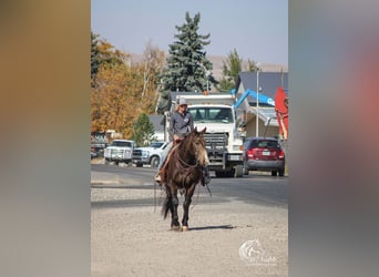 American Quarter Horse, Ruin, 3 Jaar, 150 cm, Buckskin