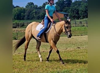 American Quarter Horse, Ruin, 3 Jaar, 150 cm, Buckskin