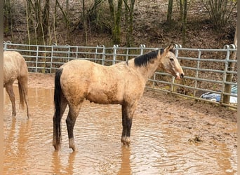 American Quarter Horse, Ruin, 3 Jaar, 150 cm, Buckskin