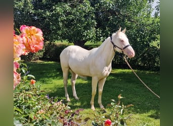 American Quarter Horse, Ruin, 3 Jaar, 150 cm, Champagne