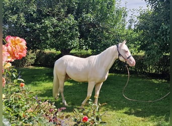 American Quarter Horse, Ruin, 3 Jaar, 150 cm, Champagne