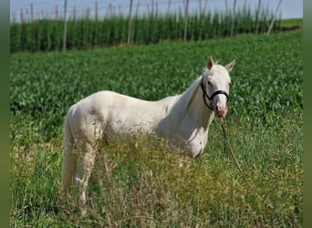 American Quarter Horse, Ruin, 3 Jaar, 150 cm, Champagne