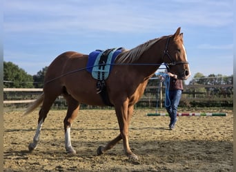 American Quarter Horse, Ruin, 3 Jaar, 150 cm