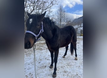 American Quarter Horse, Ruin, 3 Jaar, 150 cm, Donkerbruin
