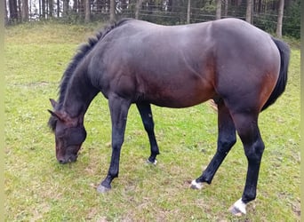 American Quarter Horse, Ruin, 3 Jaar, 150 cm, Donkerbruin