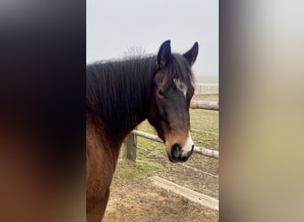 American Quarter Horse, Ruin, 3 Jaar, 150 cm, Donkerbruin