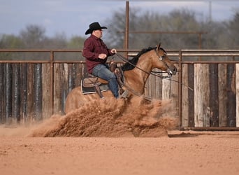 American Quarter Horse, Ruin, 3 Jaar, 150 cm, Falbe