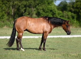 American Quarter Horse, Ruin, 3 Jaar, 150 cm, Falbe