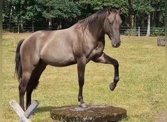 American Quarter Horse, Ruin, 3 Jaar, 150 cm, Grullo