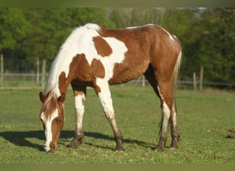 American Quarter Horse, Ruin, 3 Jaar, 150 cm, Overo-alle-kleuren