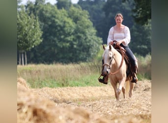 American Quarter Horse Mix, Ruin, 3 Jaar, 150 cm, Palomino