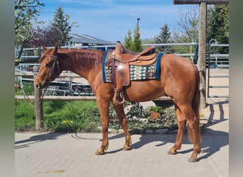 American Quarter Horse, Ruin, 3 Jaar, 150 cm