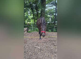 American Quarter Horse Mix, Ruin, 3 Jaar, 150 cm