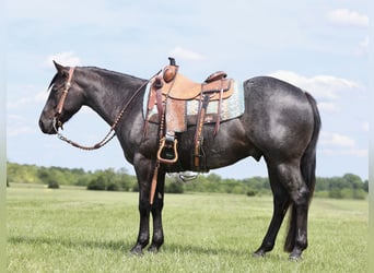 American Quarter Horse, Ruin, 3 Jaar, 150 cm, Roan-Blue