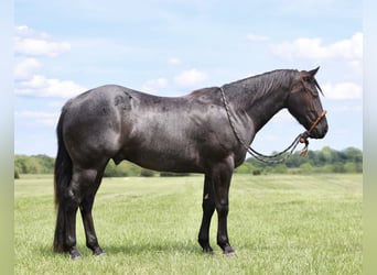 American Quarter Horse, Ruin, 3 Jaar, 150 cm, Roan-Blue