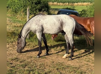 American Quarter Horse, Ruin, 3 Jaar, 150 cm, Roan-Blue