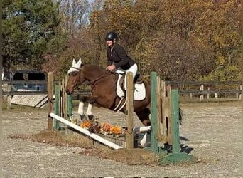 American Quarter Horse, Ruin, 3 Jaar, 150 cm, Roodbruin