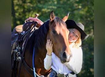 American Quarter Horse, Ruin, 3 Jaar, 150 cm, Roodbruin