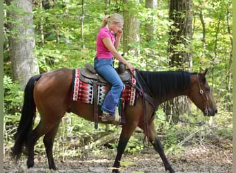 American Quarter Horse, Ruin, 3 Jaar, 150 cm, Roodbruin
