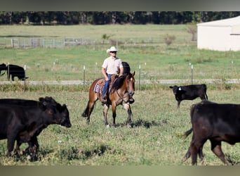 American Quarter Horse, Ruin, 3 Jaar, 150 cm, Roodbruin