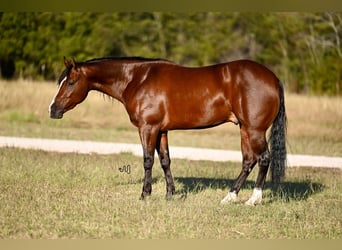 American Quarter Horse, Ruin, 3 Jaar, 150 cm, Roodbruin