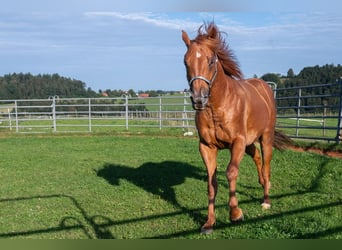 American Quarter Horse, Ruin, 3 Jaar, 150 cm, Roodvos