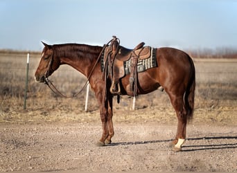 American Quarter Horse, Ruin, 3 Jaar, 150 cm, Roodvos