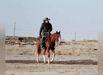 American Quarter Horse, Ruin, 3 Jaar, 150 cm, Roodvos